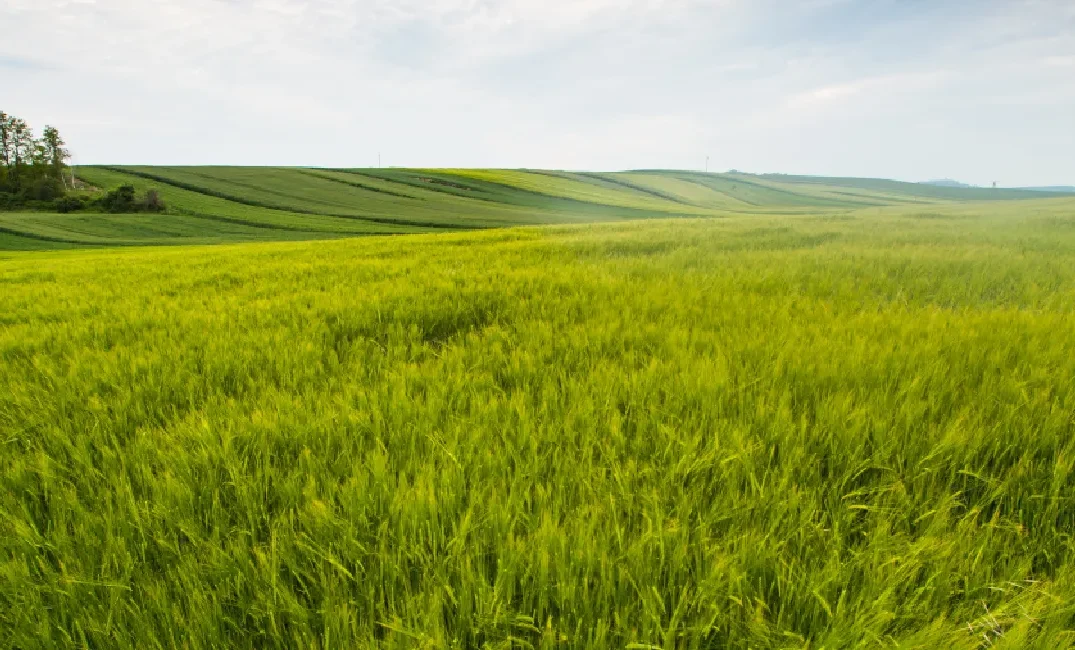 Agriculture (1)