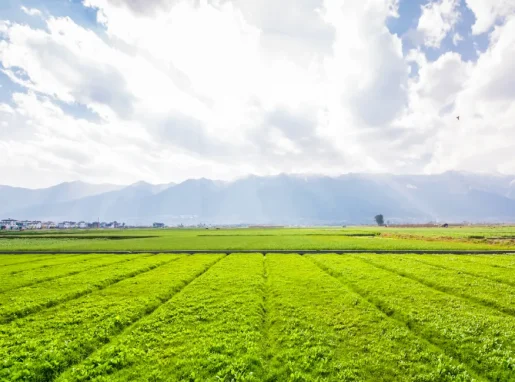 Agriculture