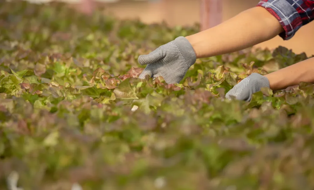 Crop Care
