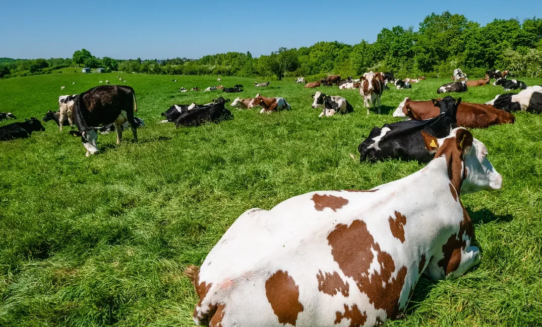 Livestock