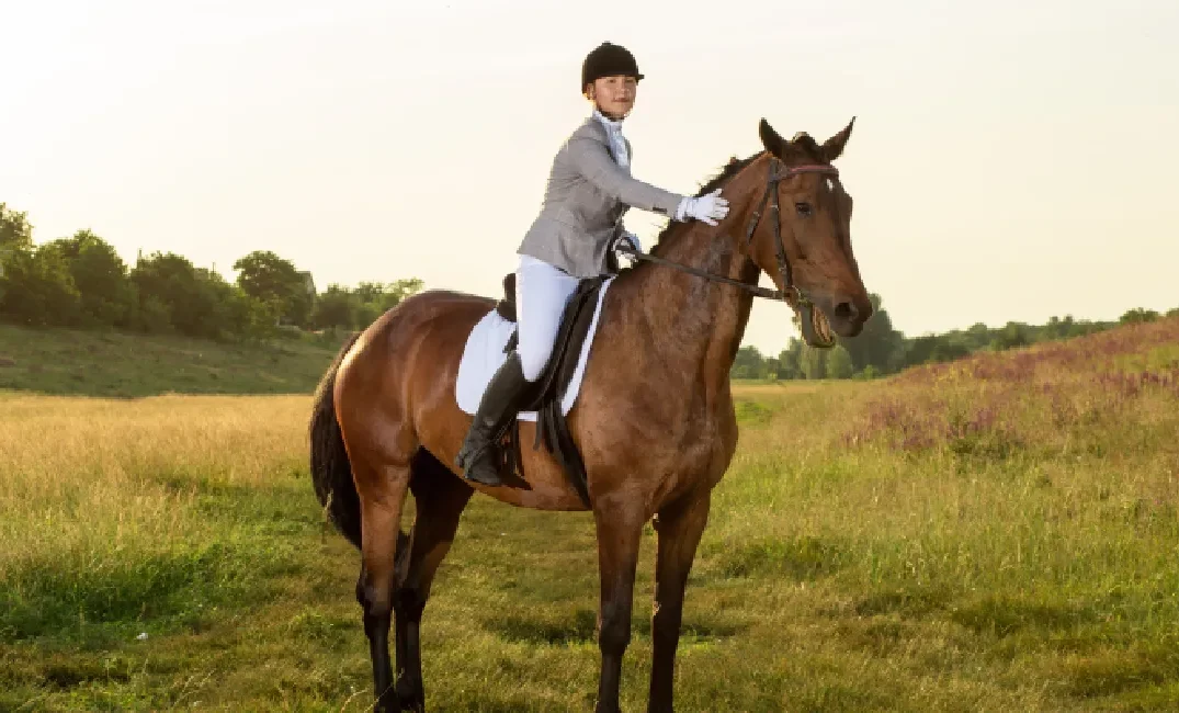 Sport Horses