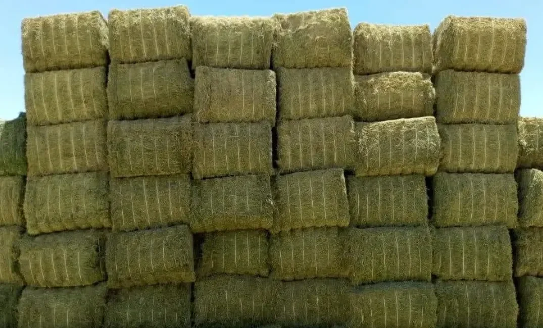Alfalfa 8