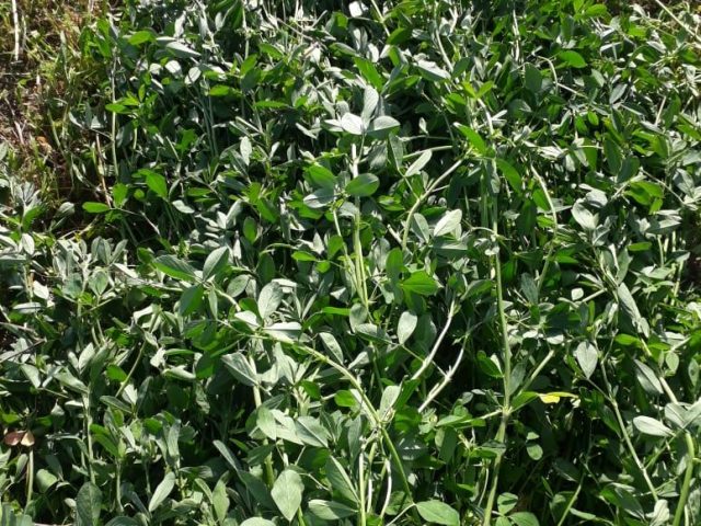 Healthy alfalfa growing in the field