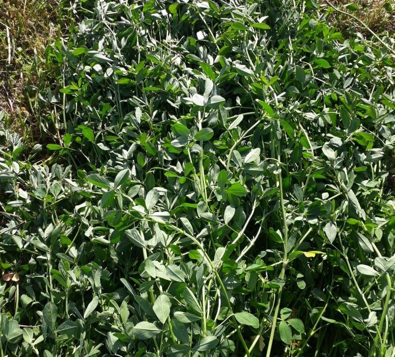 Healthy alfalfa growing in the field