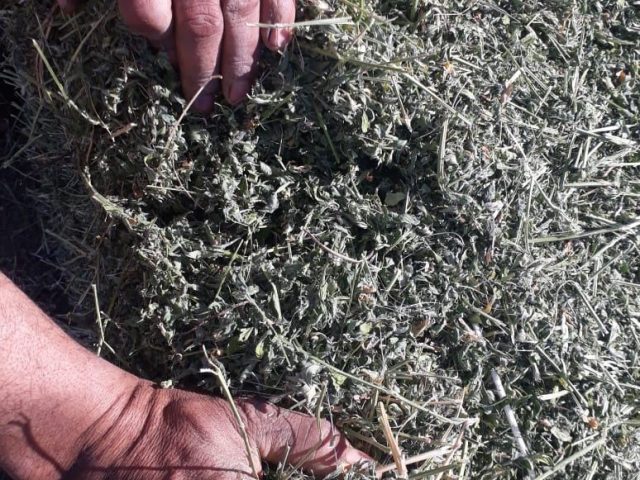 Quality inspection of alfalfa hay