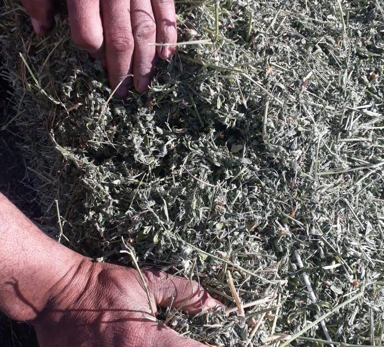 Quality inspection of alfalfa hay