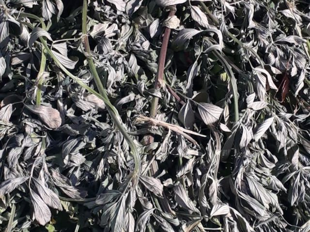 Premium hay prepared for feeding programs
