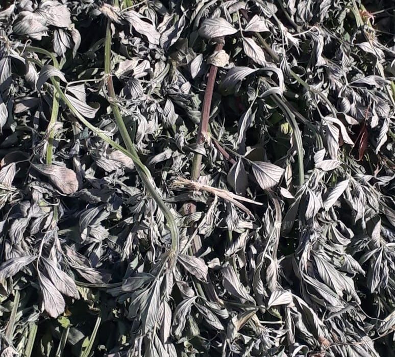 Premium hay prepared for feeding programs