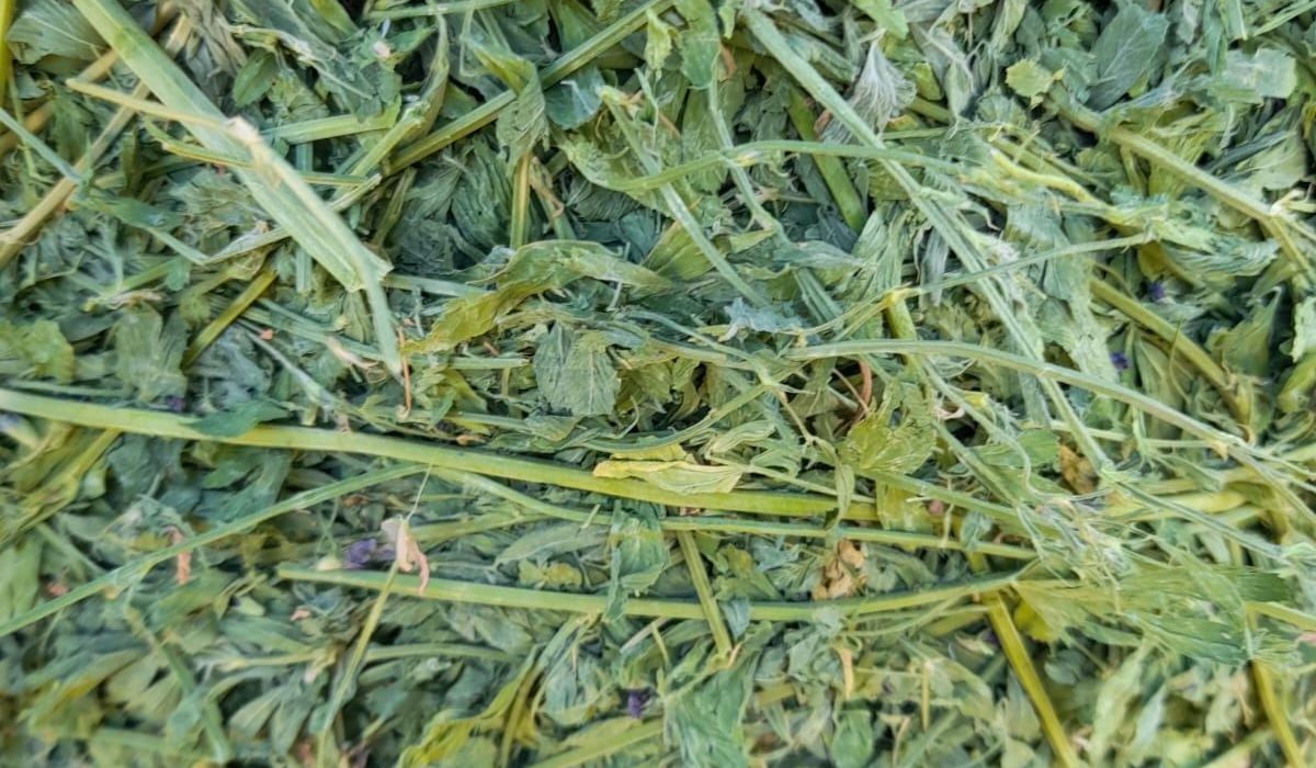 Alfalfa leaves close-up