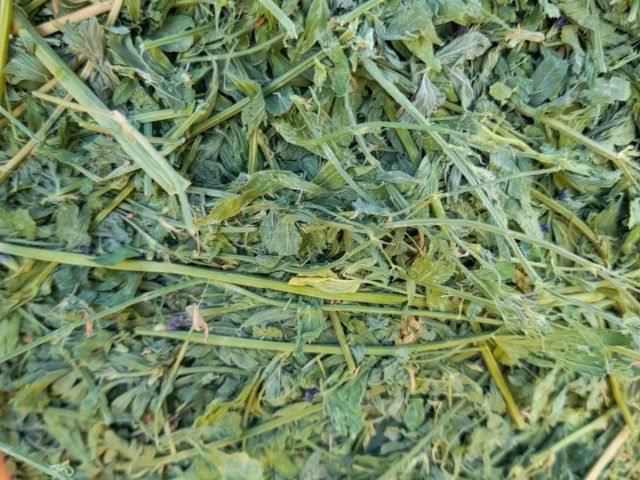 Alfalfa leaves close-up