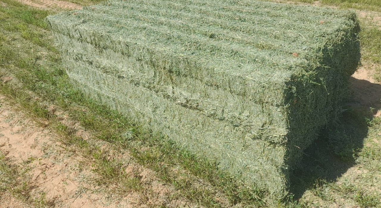 Premium alfalfa hay bales ready for shipment