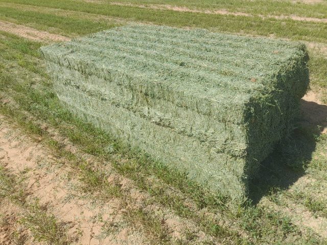 Premium alfalfa hay bales ready for shipment